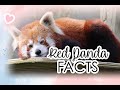 10 FACTS You Didn't Know About RED PANDAS