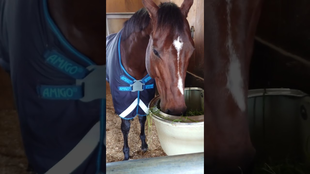 ドウデュース近況