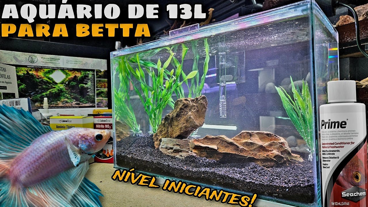 MONTEI UM AQUÁRIO DE 13L PARA UM BETTA