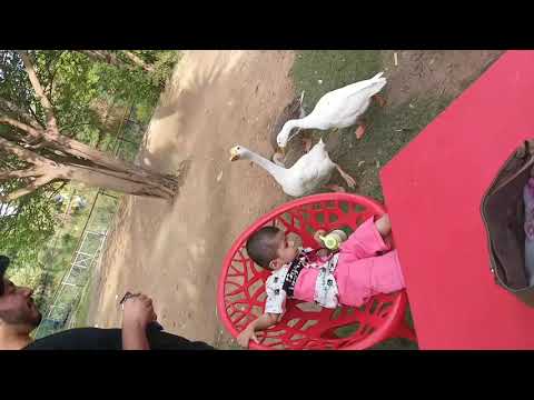 Funny Baby Reaction to Feeding Ducks with Cookies 🍪🍪🍪 Funny Baby Animal video