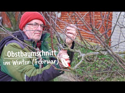 Obstbäume, Obstgehölze, Weinreben und Kiwis schneiden im Winter