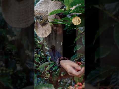 Soy muy macho                       Sánchez y Gomez