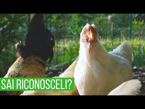 Do you know the difference between chicken and hen? 90% of people get it wrong.