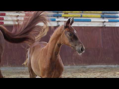 SF v. Ben Benicio x Samba Hit l