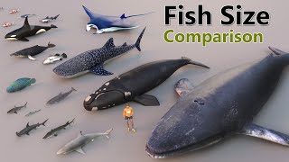 Fish Size Comparison  Smallest Fish  World Largest