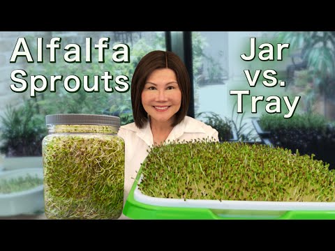 , title : 'How to Grow Alfalfa Sprouts - Jar vs. Tray - Easy Method 发苜蓿芽'