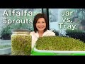 How To Grow Alfalfa Sprouts Jar Vs Tray Easy Method 发苜蓿芽
