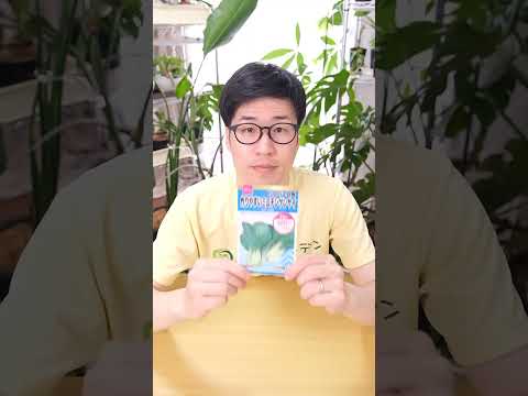 野菜の種まき: 最もよくある 3 つの間違い トピックス