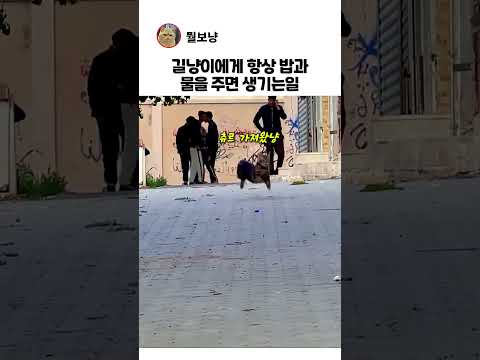 길냥이 한테 밥과 물 주면 생기는일