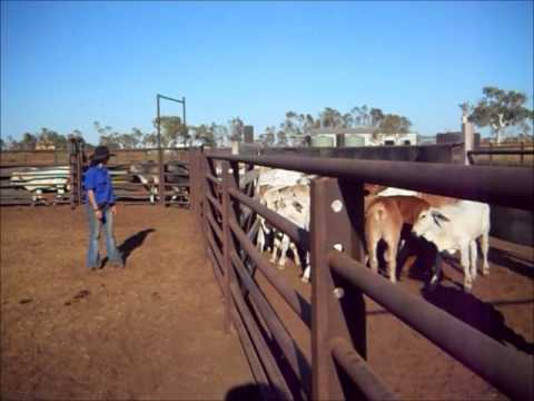 Destressing Cattle at DeGrey Station with Stress Free Stockmanship