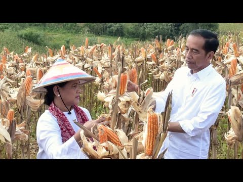 Ini Kata Petani Ke Jokowi saat Panen Raya Jangung di Gorontalo Utara