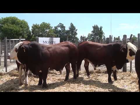 Equilibrio genético entre cría y engorde de vacunos / Carlos Ojea Rullán