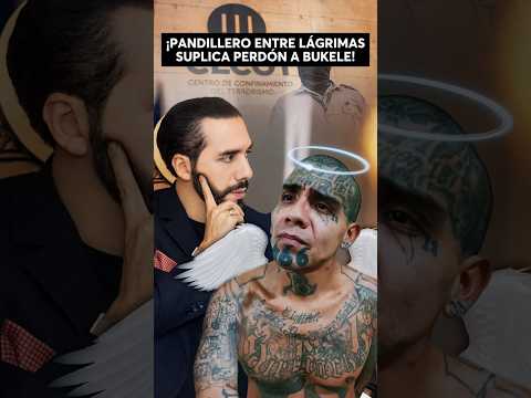 Shocking! A gang member tearfully begs Nayib Bukele for forgiveness.