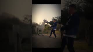 Download lagu PEGASUS HORSE 🤔 REAL/FAKE??? #horse #pegasus mp3