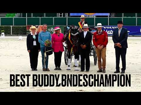 BUNDESCHAMPION 2022 Best Buddy (deutsche Fahrpferde 4-5 jährig)