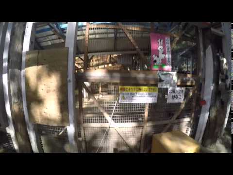 Leashed 'petting' fox at Zao Fox Village