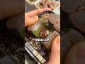 Why Collectors Keep Opening These Plants #lithops #succulent #fyp