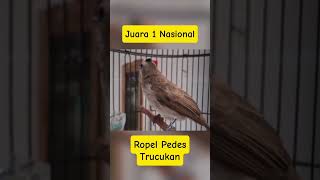 Download lagu Trucukan Juara #trucukan #trucuk #trucukbetinamemanggiljantan #trucukanjantan #birdsong #shortsviral mp3