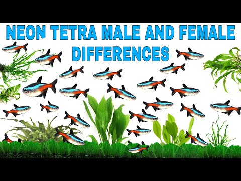 How to identify male and female in neon tetra fishes