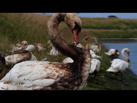 Zwanen dreigen het niet te redden