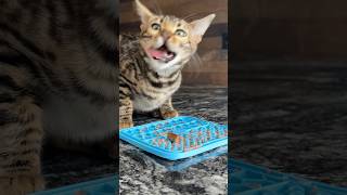 Raw feeding cat asmr bengal