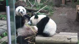 お外のシャンシャン その1