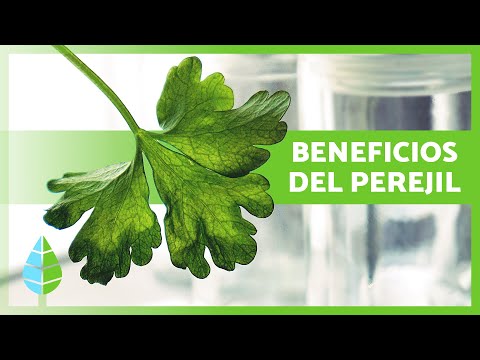 What is Parsley Good For? 🌿💚 | Properties, Benefits and Contraindications