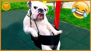 ????MELHORES ANIMAIS ENGRAÇADOS Pt. 10????| Compilado para dar risada