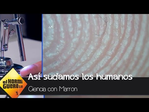 Marrón enseña como suda el ser humano - El Hormiguero 3.0