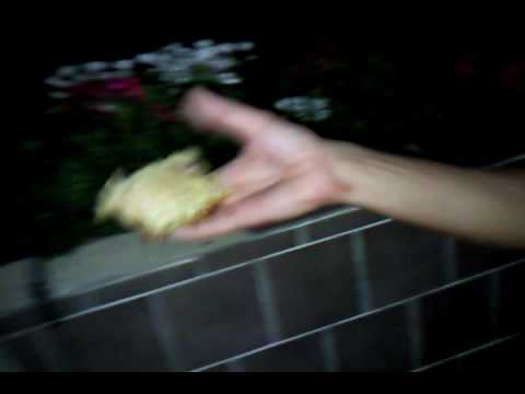 NudeLaufLauf... fLieq & sieq xD