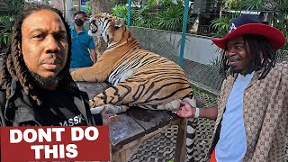 Dont Pet The Tigers In Thailand