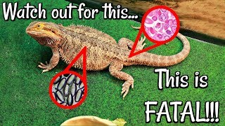 How to Care For Lizards with Parasites