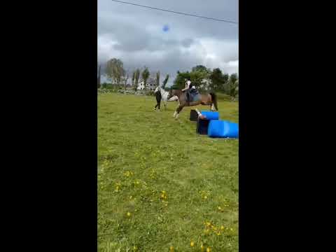 128cm Pony - Image 2