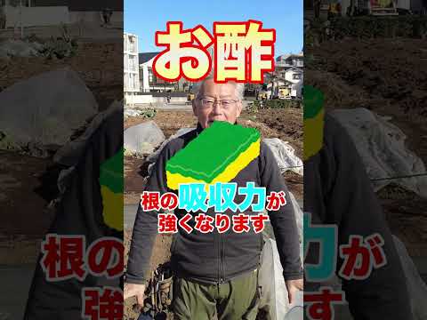 玉ねぎの皮は捨ててみませんか？それらを使用するとどのような問題が解決できるでしょうか?  庭園