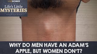 Why Do Men Have an Adam&#39;s Apple But Women Don&#39;t?