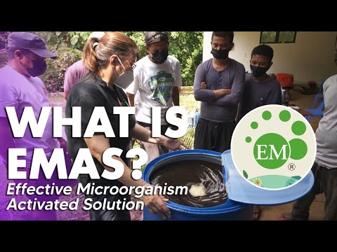 How to Make EMAS: Effective Microorganism Activated Solution (2021) | Angie Mead King