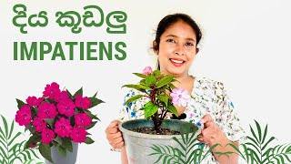 Download lagu Impatiens - How to grow and care in Sinhala 2025/ දිය කූඬලු මල් පැළයක් නිවැරදිව බඳුන්ගත කරමු☘️🌱🍀🪴🍃☘️ mp3 Download lagu Impatiens - How to grow and care in Sinhala 2025/ දිය කූඬලු මල් පැළයක් නිවැරදිව බඳුන්ගත කරමු☘️🌱🍀🪴🍃☘️ mp3