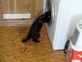 The Cat And The Washing Machine D