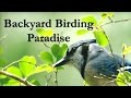 Backyard Birding Paradise - New Mexico Birds.wmv