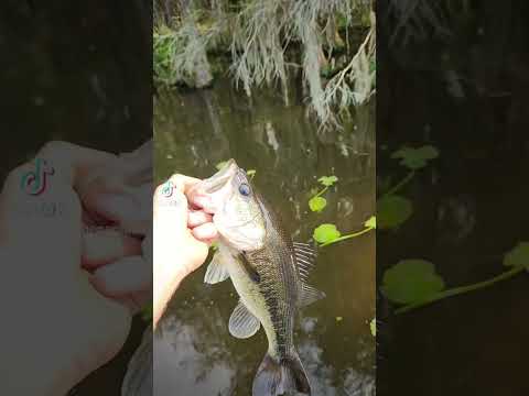afternoon pow wow #fishing #bassfishing #outdoors #fyp