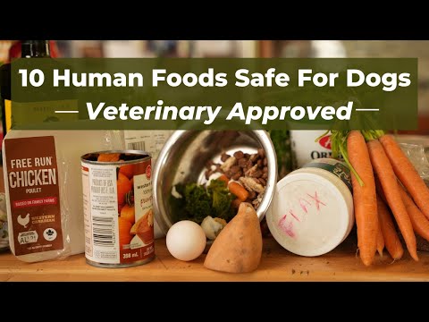 10 Human Foods to Improve Your Dog's Kibble | Affordable and Healthy