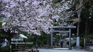 preview picture of video '鎌倉の桜2013(Cherry blossoms in kamakura city)'