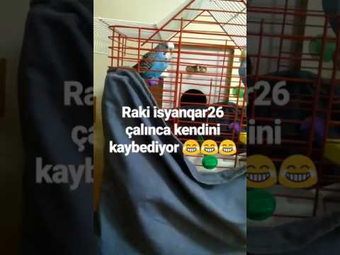 raki isyanqar26 çalınca kendini kaybediyor :D