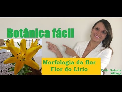 Morfologia da flor. Flor do Lírio. Botânica fácil.