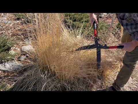 巨大なパイプグラス「カール・フェルスター」 植物