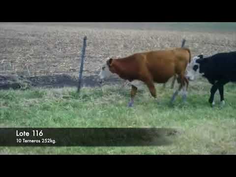Lote 10 Terneros 6 polled hereford,  4 negros y caretas 252kg -  en RUTA 2 KM 160