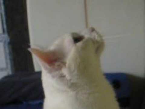 Talking Cat 