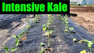 Intensive Kale