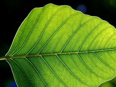 Plant  Leaf  - Leaves - lesson - Education videos  for kids from www.makemegenius.com
