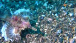 preview picture of video 'Indonesia 3-2010 Viajesbuceo.wmv'